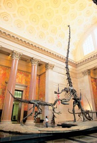 amnh