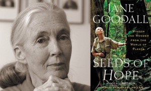 jane-goodall