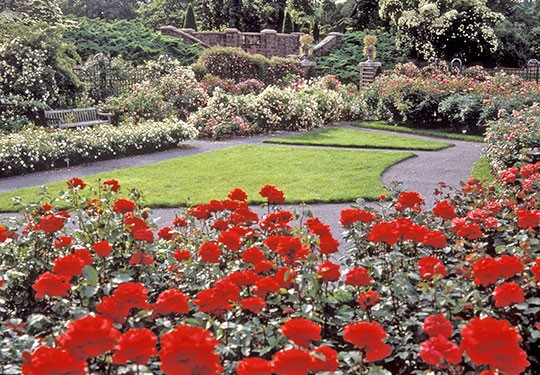 The New York Botanical Garden's Rose Garden. Photo: John Peden